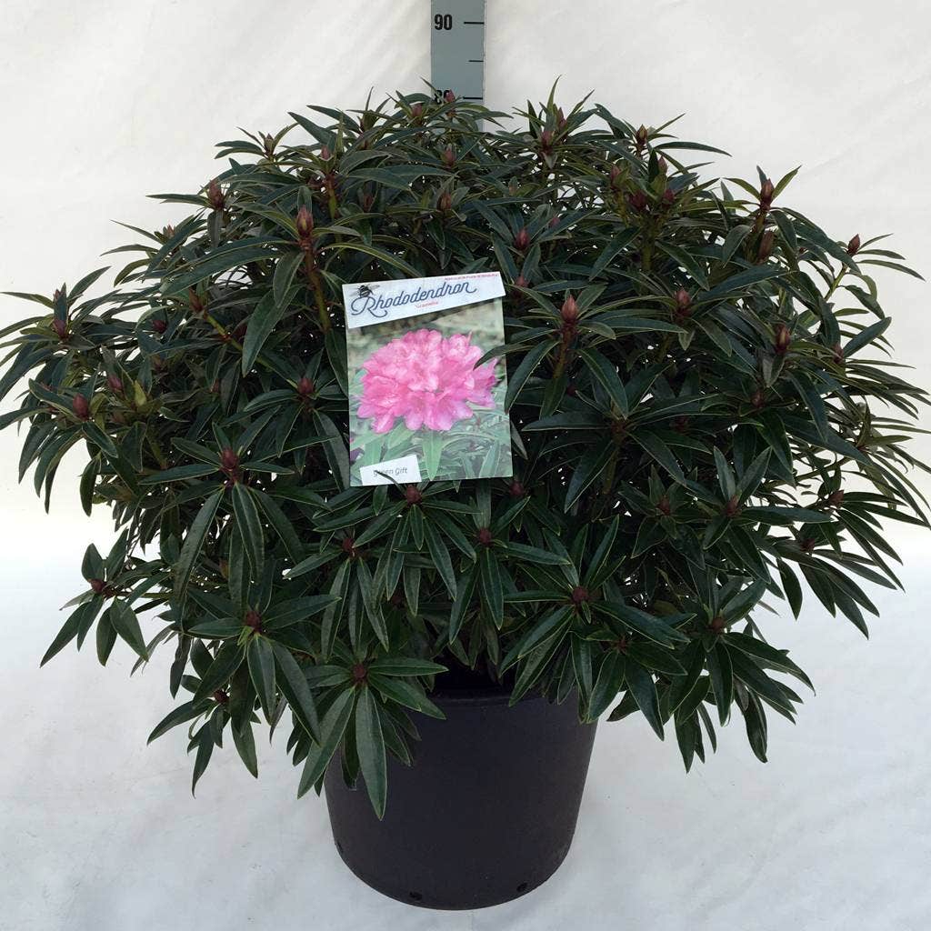 Rhododendron (Rhododendron 'Graziella')