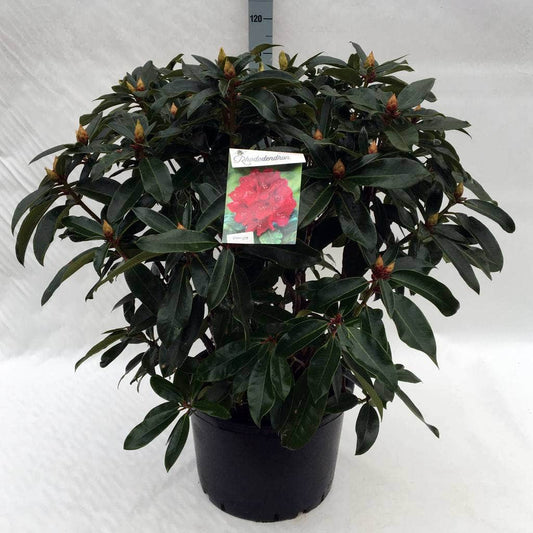 Rhododendron (Rhododendron 'Halfdan Lem')