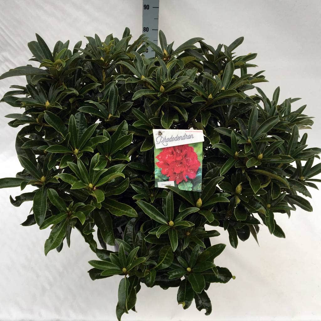 Rhododendron (Rhododendron 'Wilgen's Ruby')