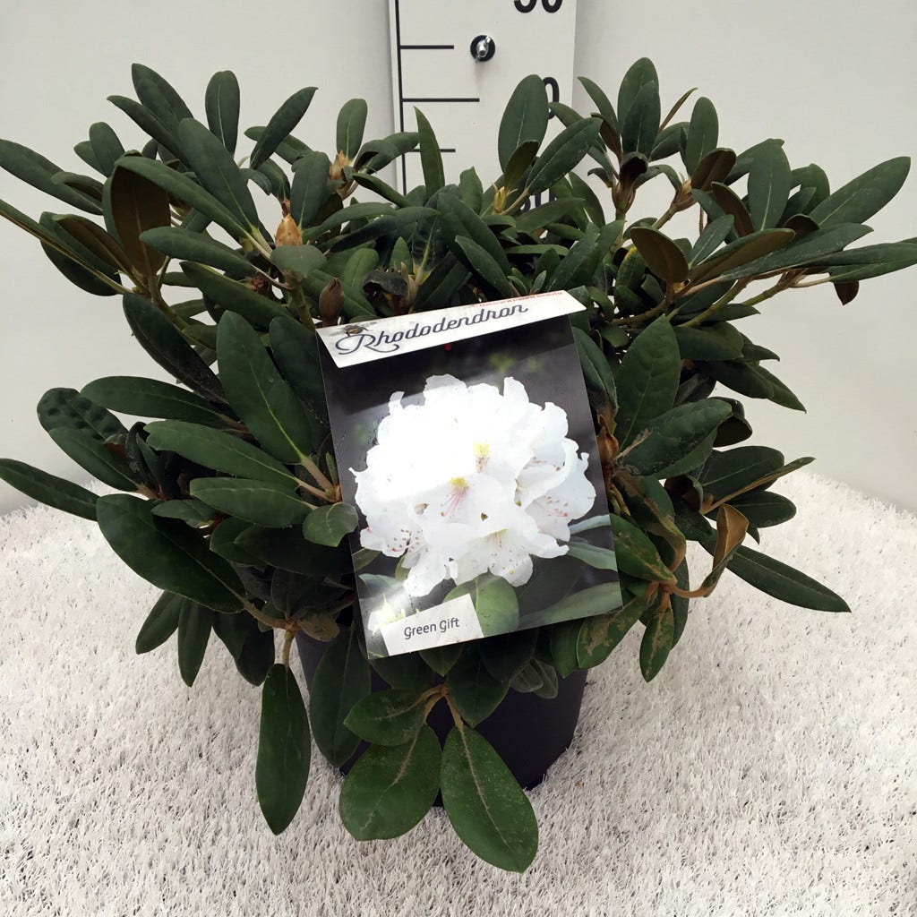 Dwergrhododendron (Rhododendron 'Porzellan')