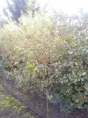 Sporkehout, Bosplantsoen (Frangula Alnus)