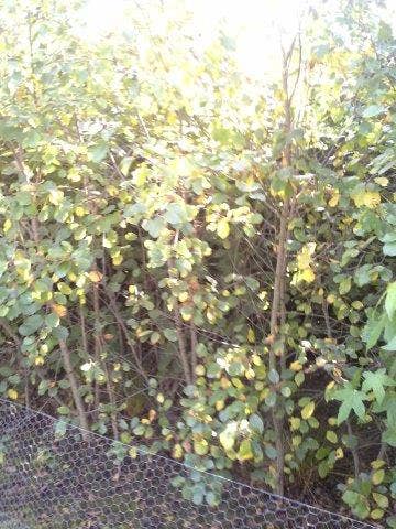Sporkehout, Bosplantsoen (Frangula Alnus)