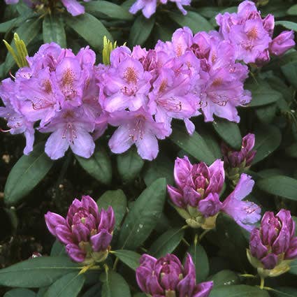 Rhododendron (Rhododendron Catawbiense 'Grandiflorum')