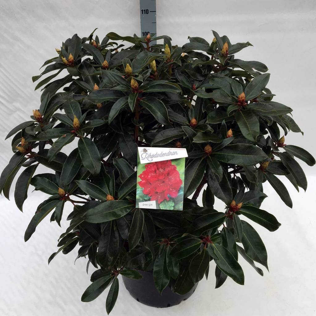 Rhododendron (Rhododendron 'Halfdan Lem')