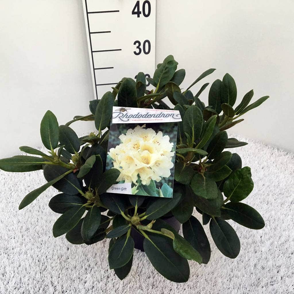 Rhododendron (Rhododendron 'Flava')