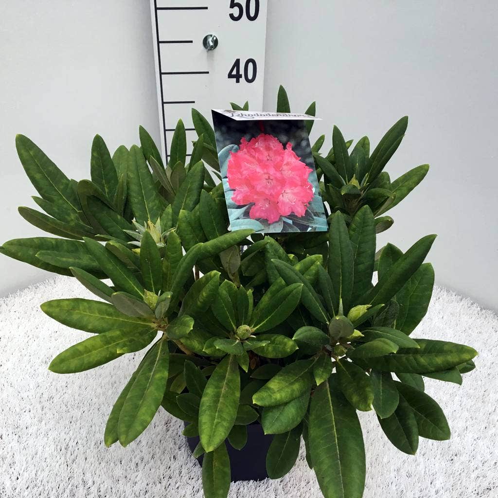 Dwergrhododendron (Rhododendron 'Sweet Sue')