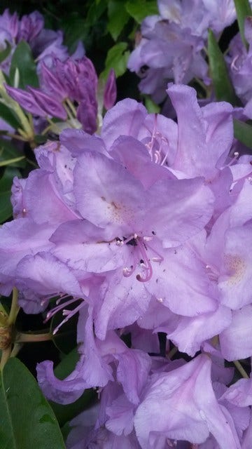 Rhododendron (Rhododendron Catawbiense 'Boursault')