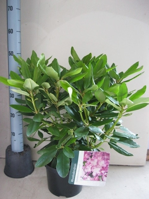 Rhododendron (Rhododendron Catawbiense 'Boursault')