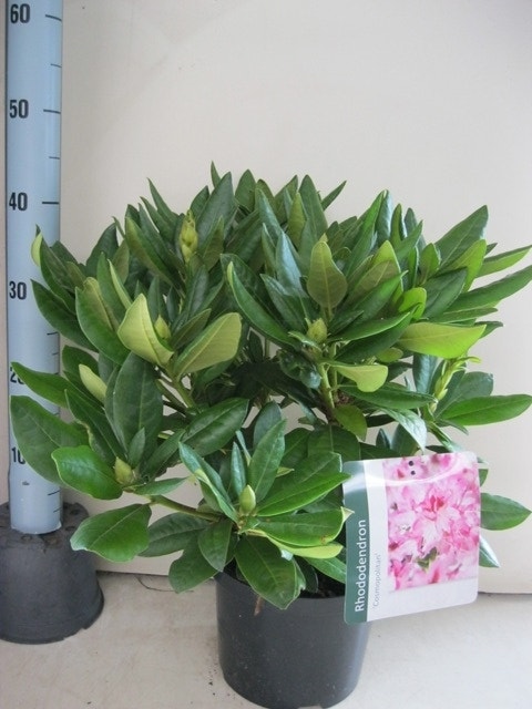Rhododendron (Rhododendron 'Cosmopolitan')