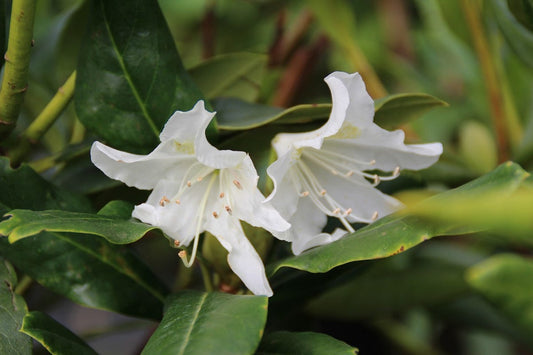 Rhododendron (Rhododendron 'Cunningham White')