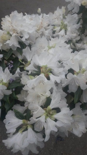 Dwergrhododendron (Rhododendron 'Dora Amateis')