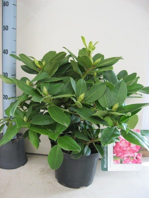 Rhododendron (Rhododendron 'Germania')