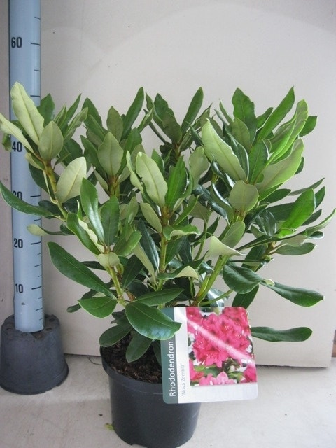 Rhododendron (Rhododendron 'Nova Zembla')