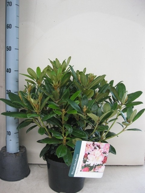 Rhododendron (Rhododendron 'Percy Wiseman')