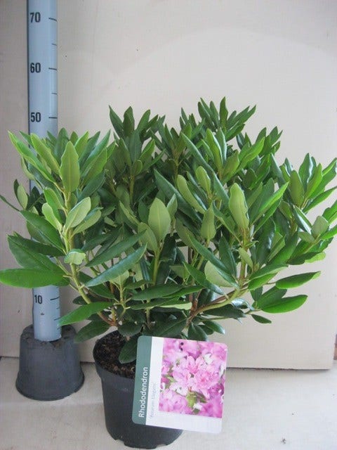 Rhododendron (Rhododendron 'Roseum Elegans')
