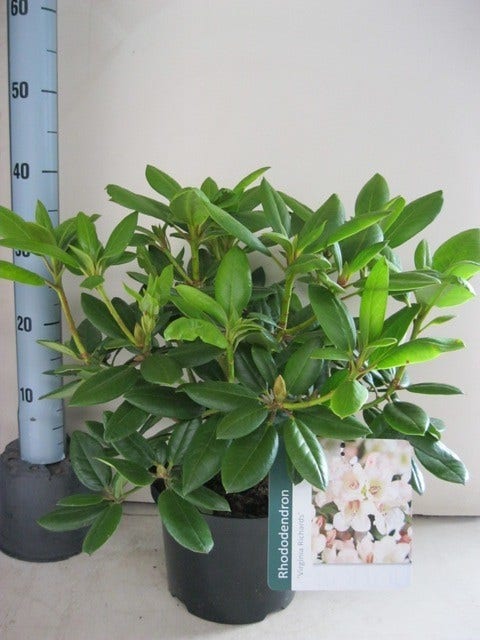 Rhododendron (Rhododendron 'Virginia Richards')