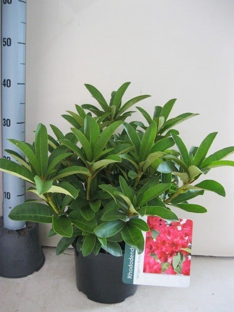 Rhododendron (Rhododendron 'Wilgen's Ruby')