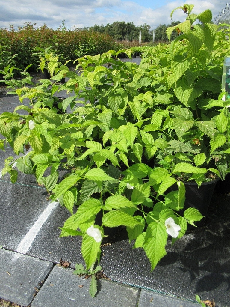 Schijnkerria (Rhodotypos Scandens)