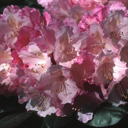 Dwergrhododendron (Rhododendron 'Polaris')