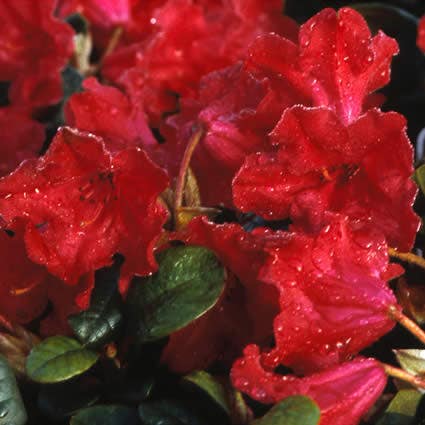 Dwergrhododendron (Rhododendron 'Scarlet Wonder')