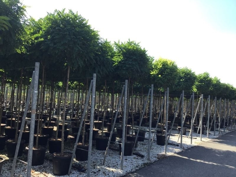 Bolacacia (Robinia Pseudoacacia 'Umbraculifera')