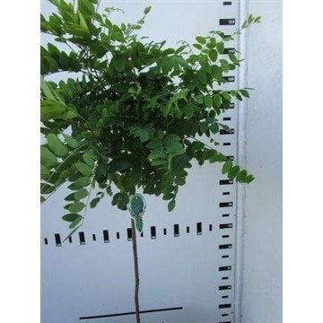 Bolacacia Op Stam (Robinia Pseudoacacia 'Umbraculifera')