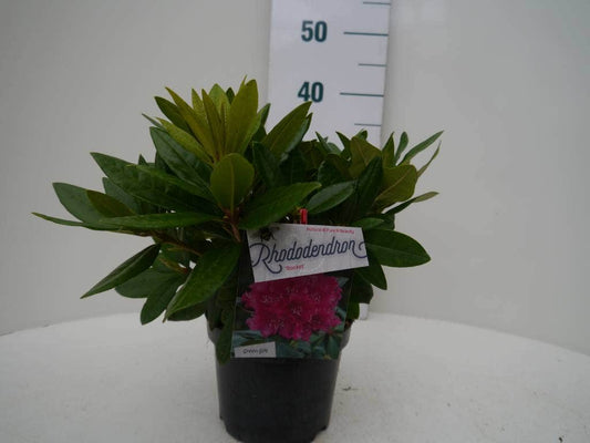 Rhododendron (Rhododendron 'Rocket')