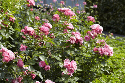 Trosroos (Rosa 'Leonardo Da Vinci')