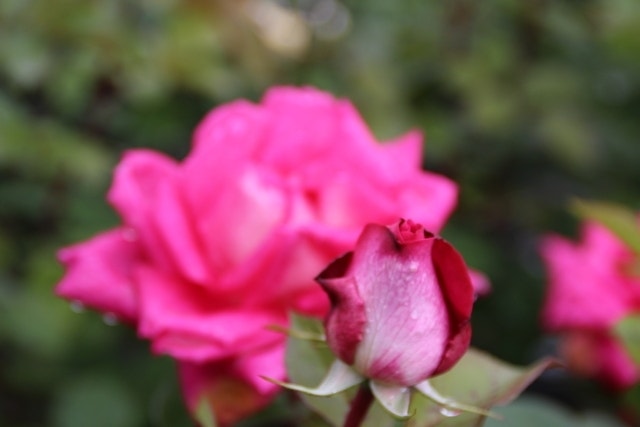 Grootbloemige Roos (Rosa 'Acapella')