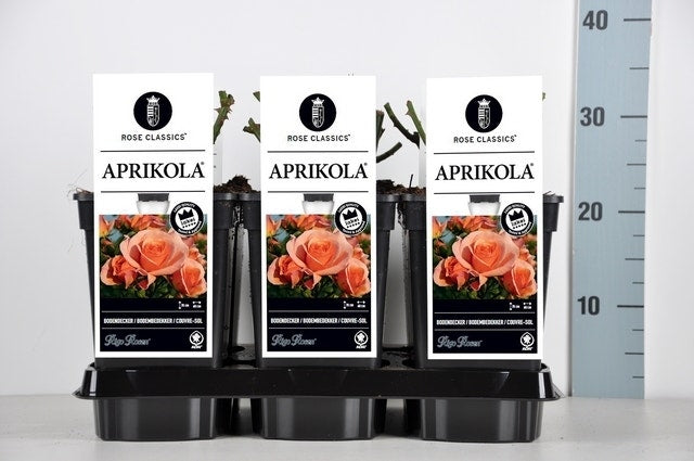 Bodembedekkende Roos (Rosa 'Aprikola')