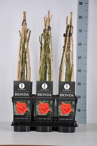 Klimroos (Rosa 'Bionda')
