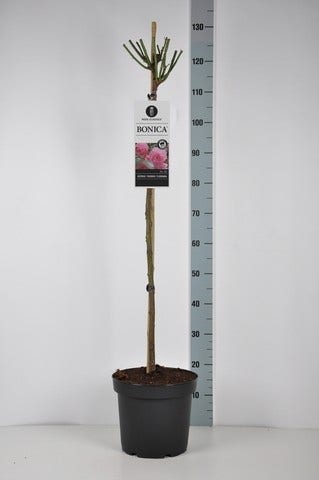 Stamroos (Rosa 'Bonica 82')