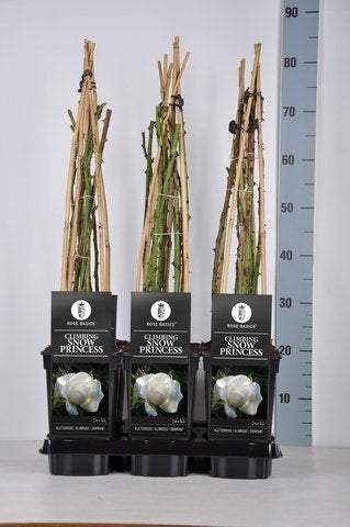 Klimroos (Rosa 'Climbing Snow Princess')