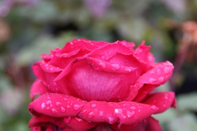 Grootbloemige Roos (Rosa 'Duftfestival')