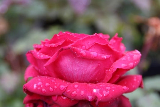 Grootbloemige Roos (Rosa 'Duftfestival')