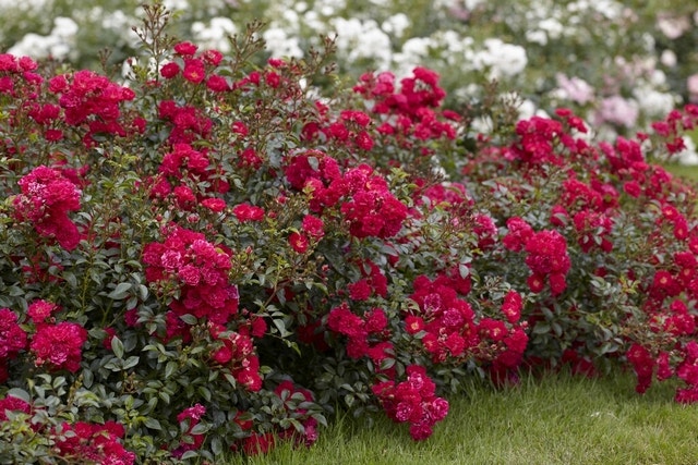 Bodembedekkende Roos (Rosa 'Fairy Queen')