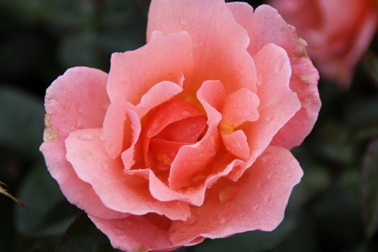Trosroos (Rosa 'Fragrant Delight')