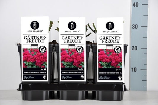 Bodembedekkende Roos (Rosa 'Gartnerfreude')