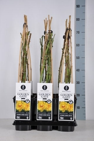 Klimroos (Rosa 'Golden Gate')