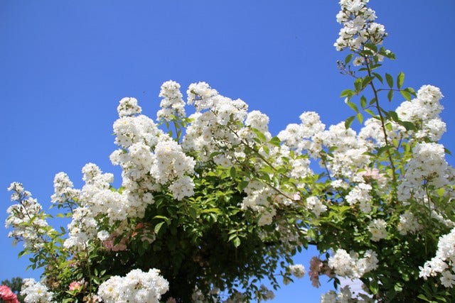Miniklimroos (Rosa 'Guirlande D'Amour')
