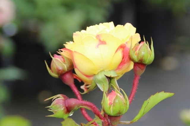 Trosroos (Rosa 'Lampion')