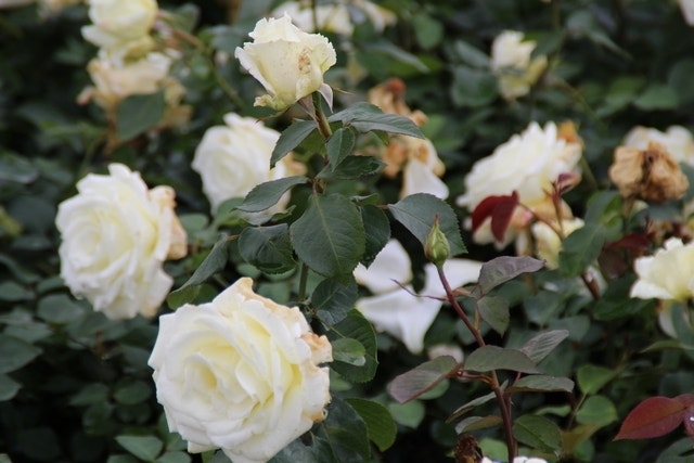 Grootbloemige Roos (Rosa 'Memoire')