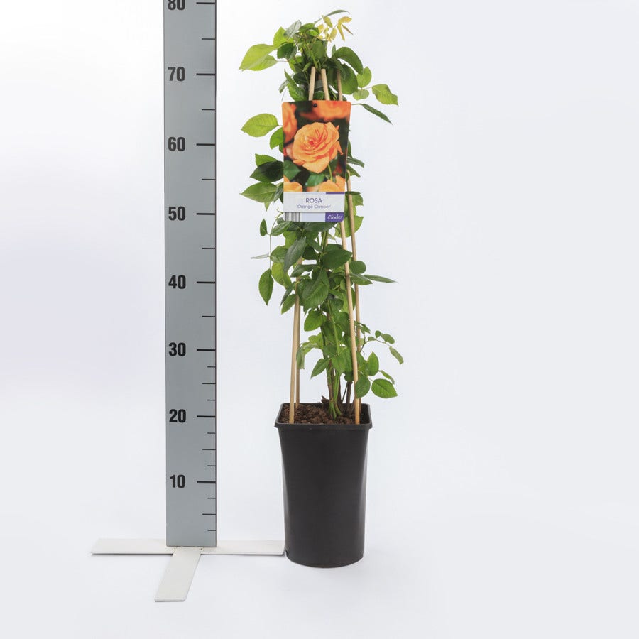 Klimroos (Rosa 'orange Climber')