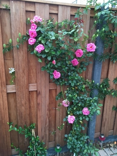 Klimroos (Rosa 'Parfum Royal')