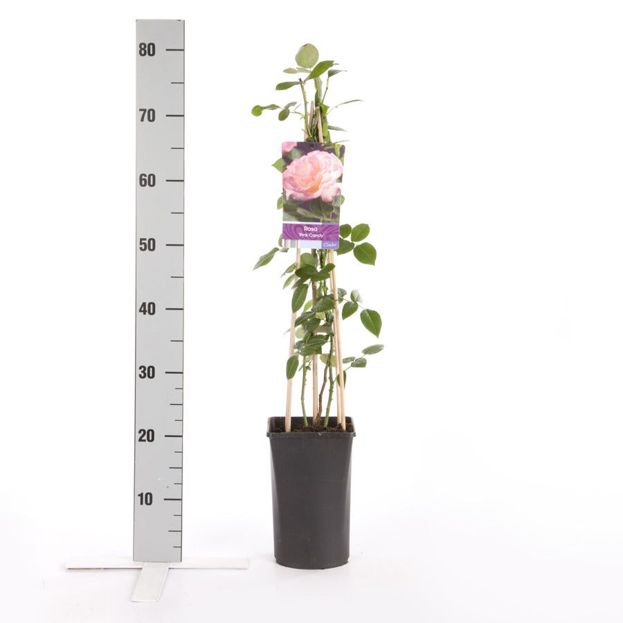 Klimroos (Rosa 'pink Candy')