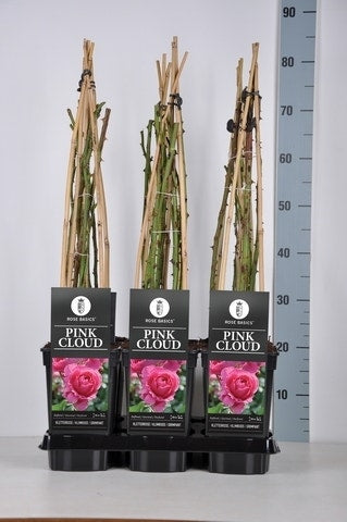 Klimroos (Rosa 'Pink Cloud')