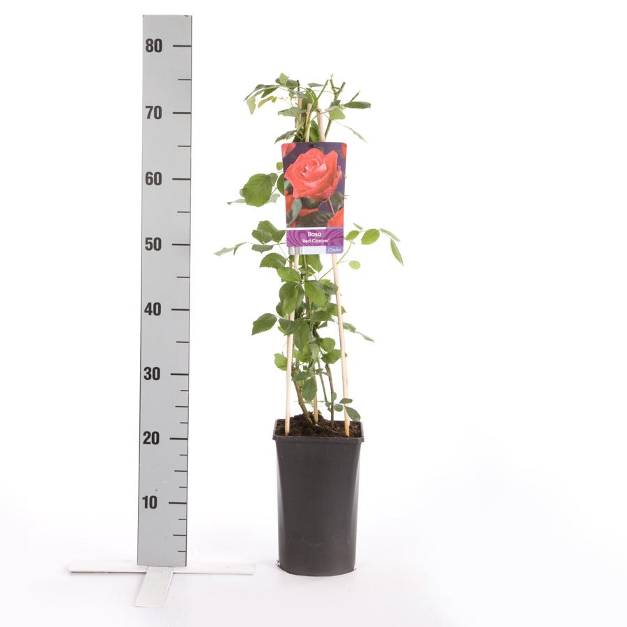 Klimroos (Rosa 'red Climber')