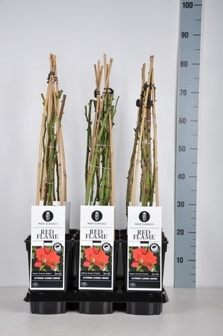 Klimroos (Rosa 'Red Flame')