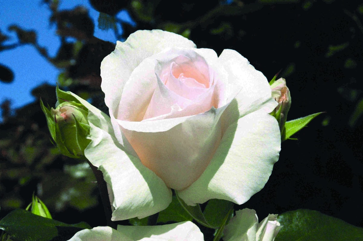 Klimroos (Rosa 'Schneewalzer')