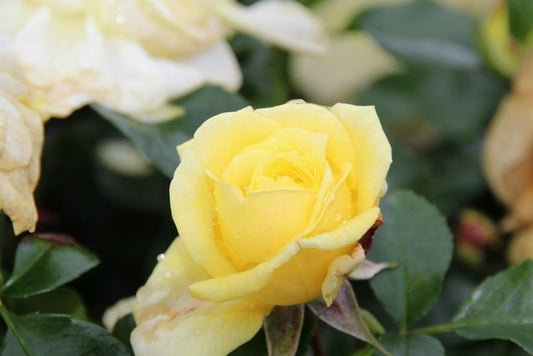 Bodembedekkende Roos (Rosa 'Solero')